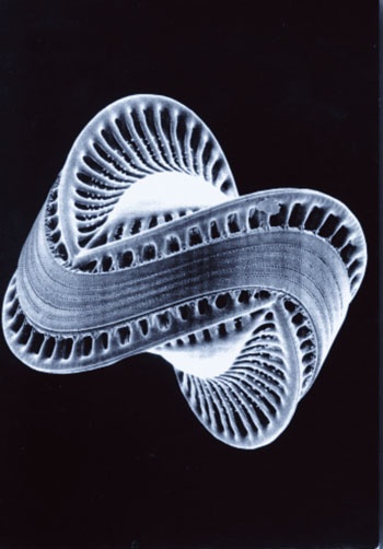 diatom