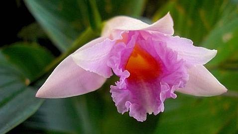 pembe orkide yeni tür-gerçek bilim