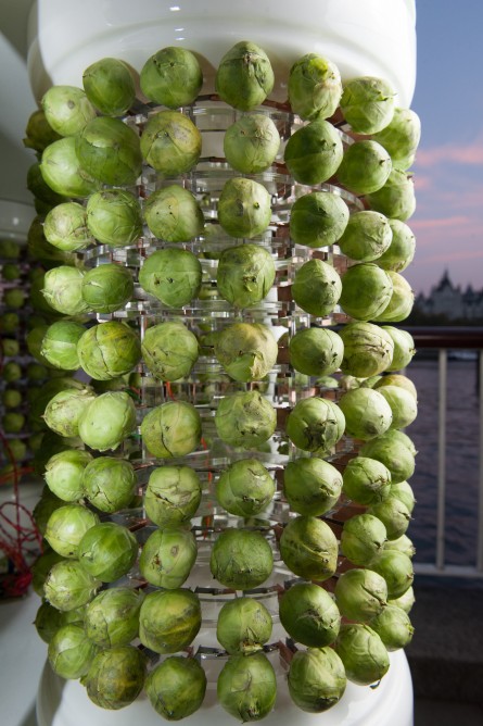 brussels-sprouts-christmas-tree-3