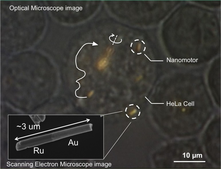nanomotor-canlıhücre-gerçek bilim