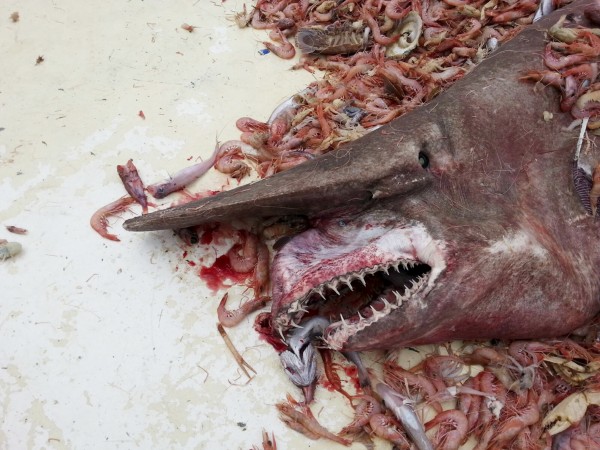 goblin köpek balığı -gerçek bilim